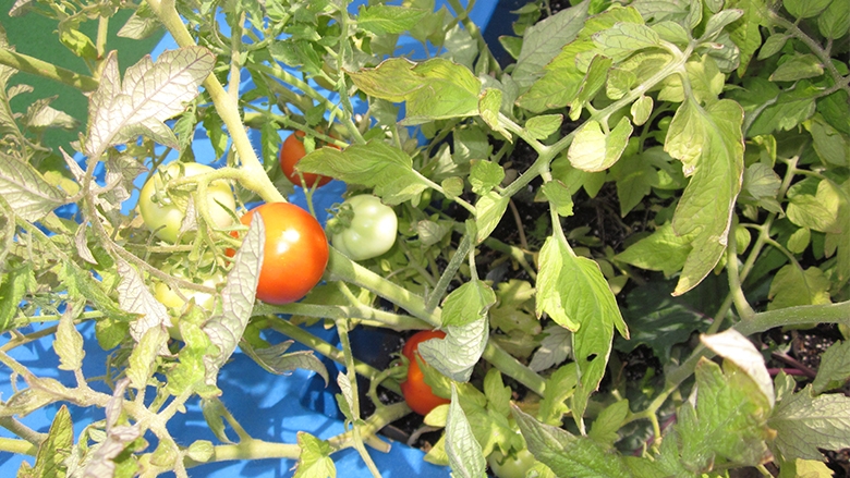 It's July â that means tomatoes are ripening on the vine on the rooftop at Children's Seashore house!