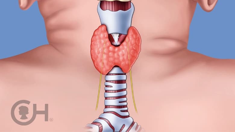 Illustration showing laryngeal nerve