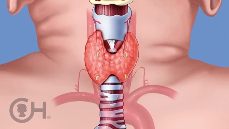Illustration of the parathyroid glands
