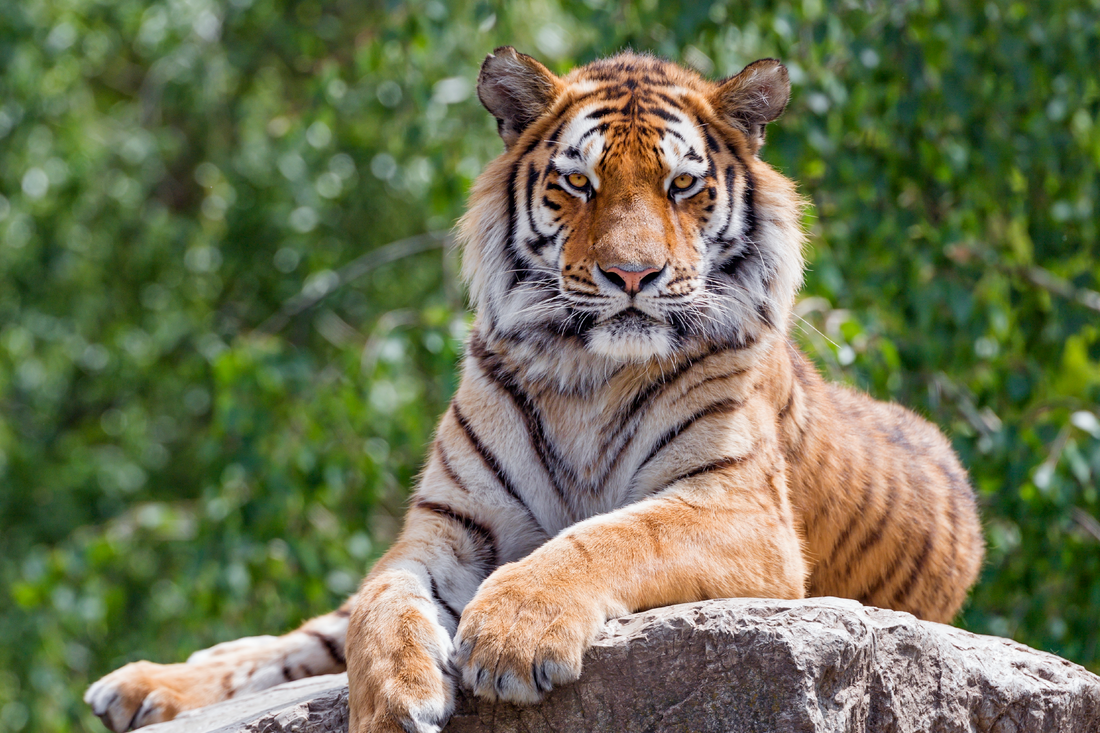 Tiger on a rock