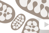 Mitochondrial medicine