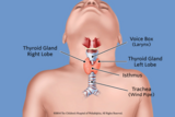 Illustration of regular thyroid