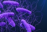 Photo of Clostridioides difficile courtesy of the CDC. Photo of Clostridioides difficile courtesy of the CDC.