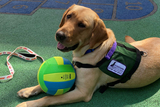 Photo of Dilly, CHOP's first full-time facility dog