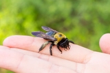 Bee landing on a hand