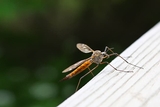 A close shot of a mosquito