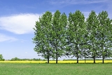 Open field with green trees Open field with green trees