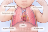 medical illustration of normal heart and lung anatomy with lobes of lungs