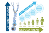 Pediatric Cell Atlas (PCA) illustration Pediatric Cell Atlas (PCA) illustration