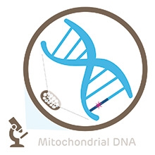Mitochondria Research Illustration