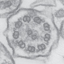 ciliary biopsy