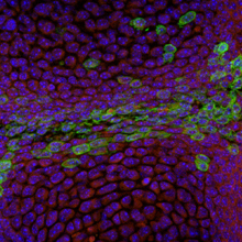 developing embryonic joint