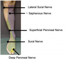 Nerves - shin and top of foot and toes