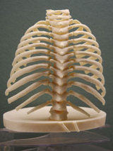 Ribcage 3D Model
