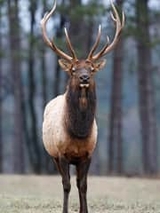 Elk