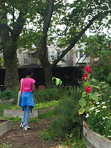 garden photo