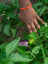 hand in garden