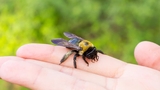 Bee landing on a hand