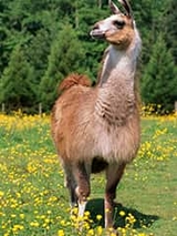 Llama