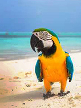 Princeton Parrots