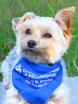 Certified therapy dog Reggie