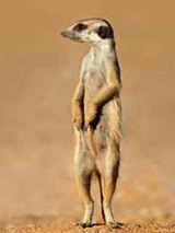 Philly Monday Meerkats
