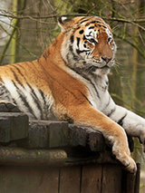 Philly Thursday Tigers