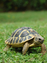 Philly Tuesday Turtles