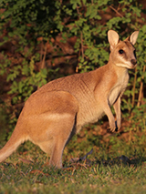 Philly Wednesday Wallabies