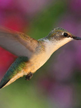 Voorhees Hummingbirds