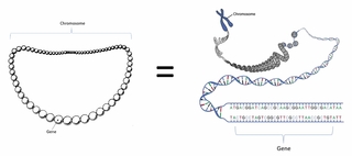 Chromosome