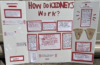 Aviva's science fair project: How Kidneys Work