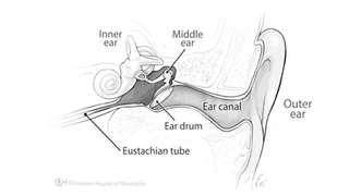 Diagram of the Ear