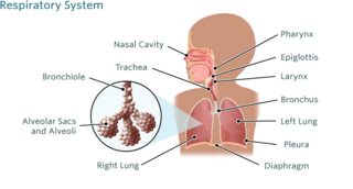 Bronchiolitis Illustration
