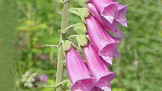 foxglove