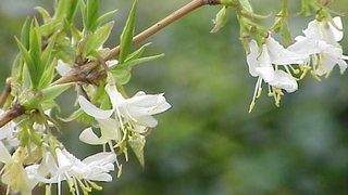 honeysuckle