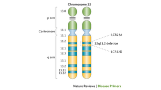Illustration of Chromosome 22