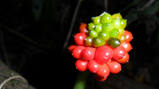 jack in the pulpit