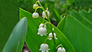 lily of the valley