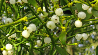 mistletoe