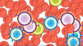 Car T-cell attacking B cell CAR T cell attacking cancer cell