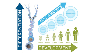 Pediatric Cell Atlas (PCA) illustration Pediatric Cell Atlas (PCA) illustration