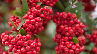 pyracantha