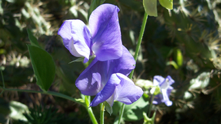 sweet peas