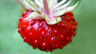 wild strawberry