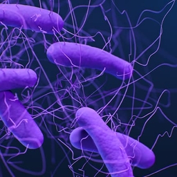 Photo of Clostridioides difficile courtesy of the CDC. Photo of Clostridioides difficile courtesy of the CDC.