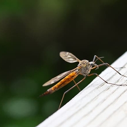 A close shot of a mosquito A close shot of a mosquito