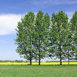 Open field with green trees Open field with green trees