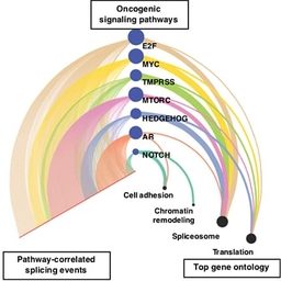 New Computational Tools Identify Alternative Splicing Changes in Aggressive Cancers New Computational Tools Identify Alternative Splicing Changes in Aggressive Cancers