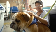 Boy petting therapy dog